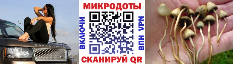где продают наркотики  Апшеронск  Псилоцибиновые грибы Psilocybe 